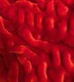 #1493 Vibrant Red w/ stretch (34x31)