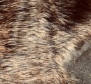 #1505 Dark Brown Base to 38mm tan brn guard (27x28)