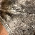 #2044 Wolf or dog 25mm pile. Mixed tip over grey base (27x18)