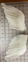 #2166 Angel Wings W8