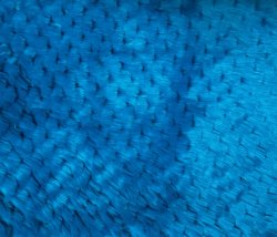 #2314 Blue 15mm scaloped F(1/4) Tissavel synthetic