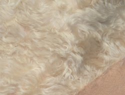 DDW18G-6407 Champagne Only fat Quarter in Stock