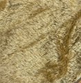 #1474 MN12-5536 Golden Tan/Brown Back (F1/4)