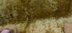 MN12-5462 Deep Gold