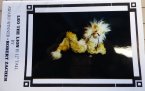 Leo the Lion 12"
